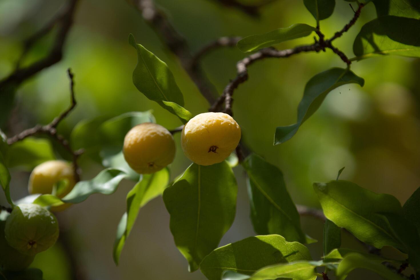 Ripe edible wild fruit from the Brazilian cerrado biome, fruit known as cagaita Stenocalyx dysentericus of the Magnoliopsida class and the Myrtaceae family. photo