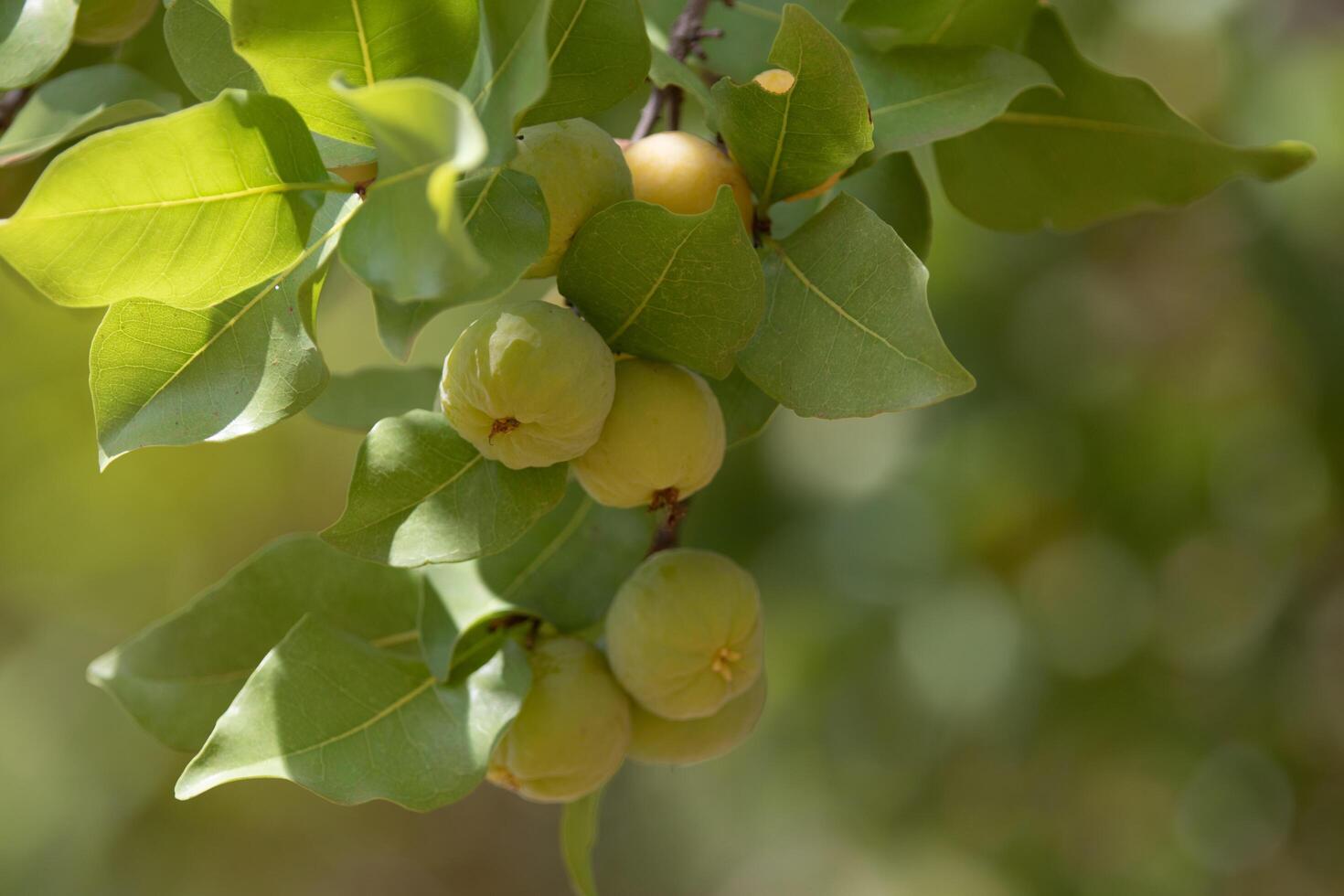 Ripe edible wild fruit from the Brazilian cerrado biome, fruit known as cagaita Stenocalyx dysentericus of the Magnoliopsida class and the Myrtaceae family. photo
