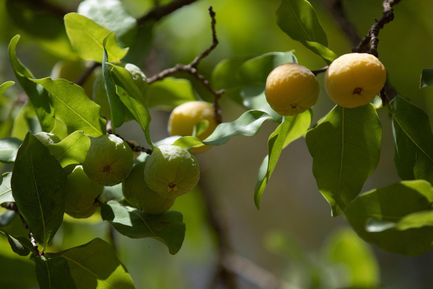 Ripe edible wild fruit from the Brazilian cerrado biome, fruit known as cagaita Stenocalyx dysentericus of the Magnoliopsida class and the Myrtaceae family. photo