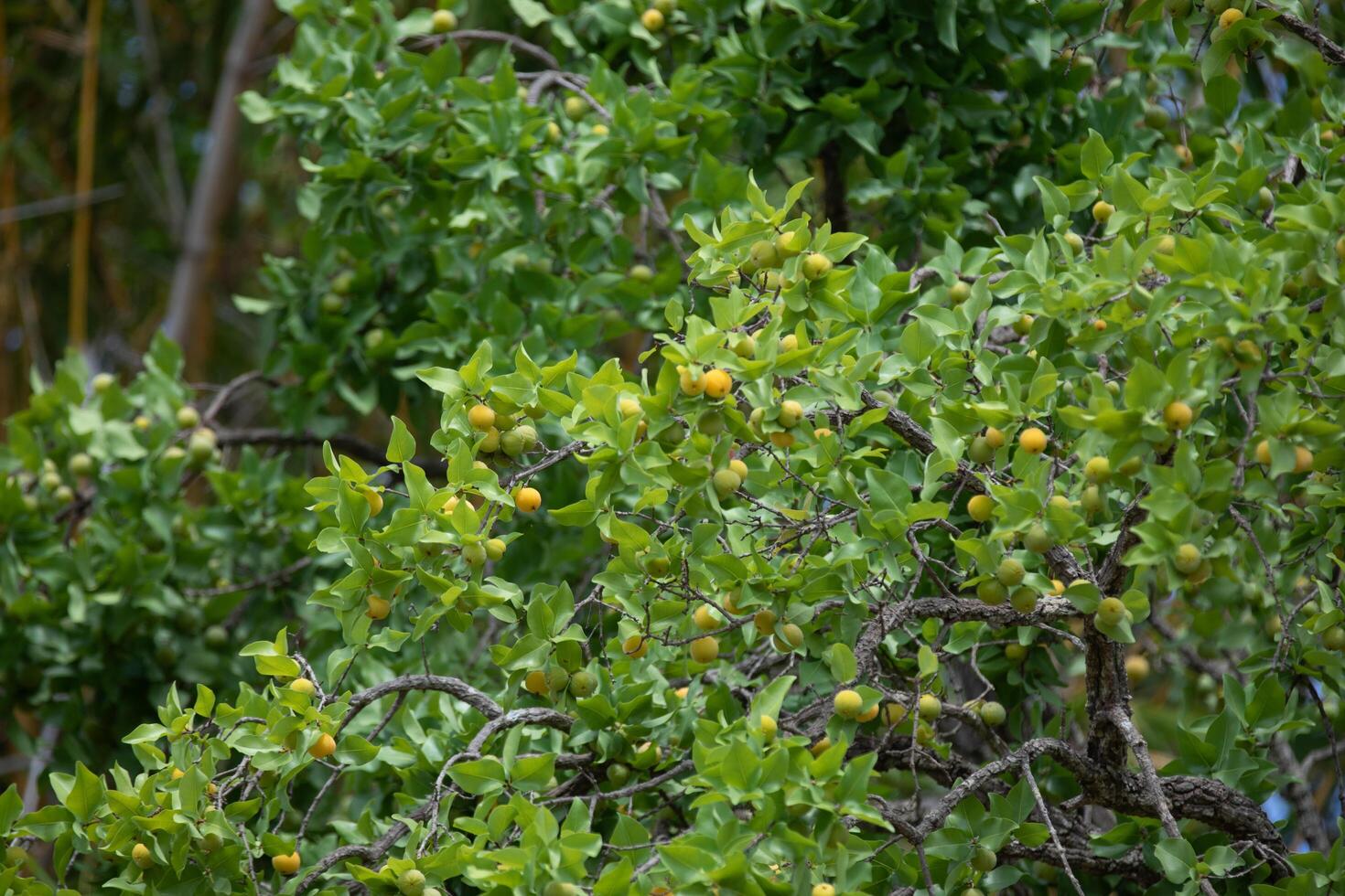Ripe edible wild fruit from the Brazilian cerrado biome, fruit known as cagaita Stenocalyx dysentericus of the Magnoliopsida class and the Myrtaceae family. photo