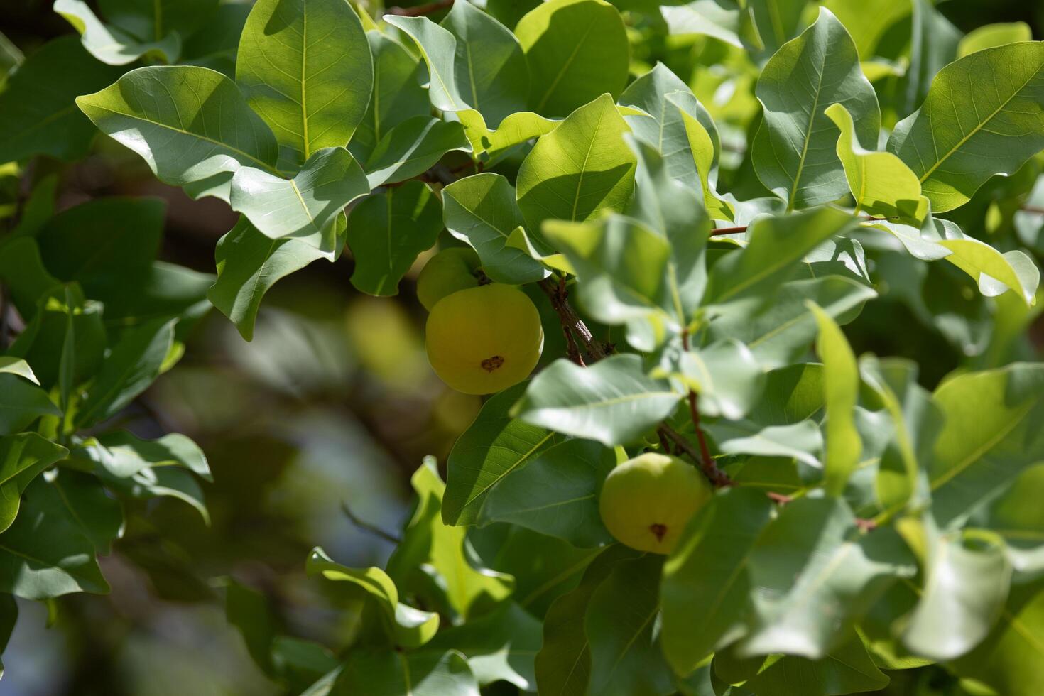 Ripe edible wild fruit from the Brazilian cerrado biome, fruit known as cagaita Stenocalyx dysentericus of the Magnoliopsida class and the Myrtaceae family. photo