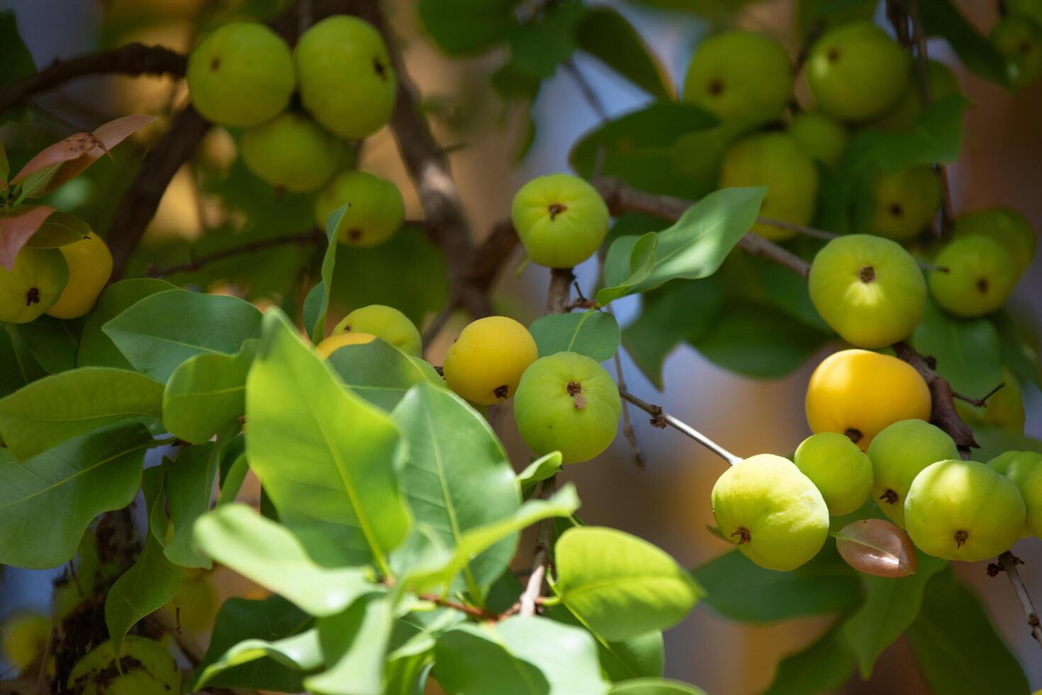 Ripe edible wild fruit from the Brazilian cerrado biome, fruit known as cagaita Stenocalyx dysentericus of the Magnoliopsida class and the Myrtaceae family. photo