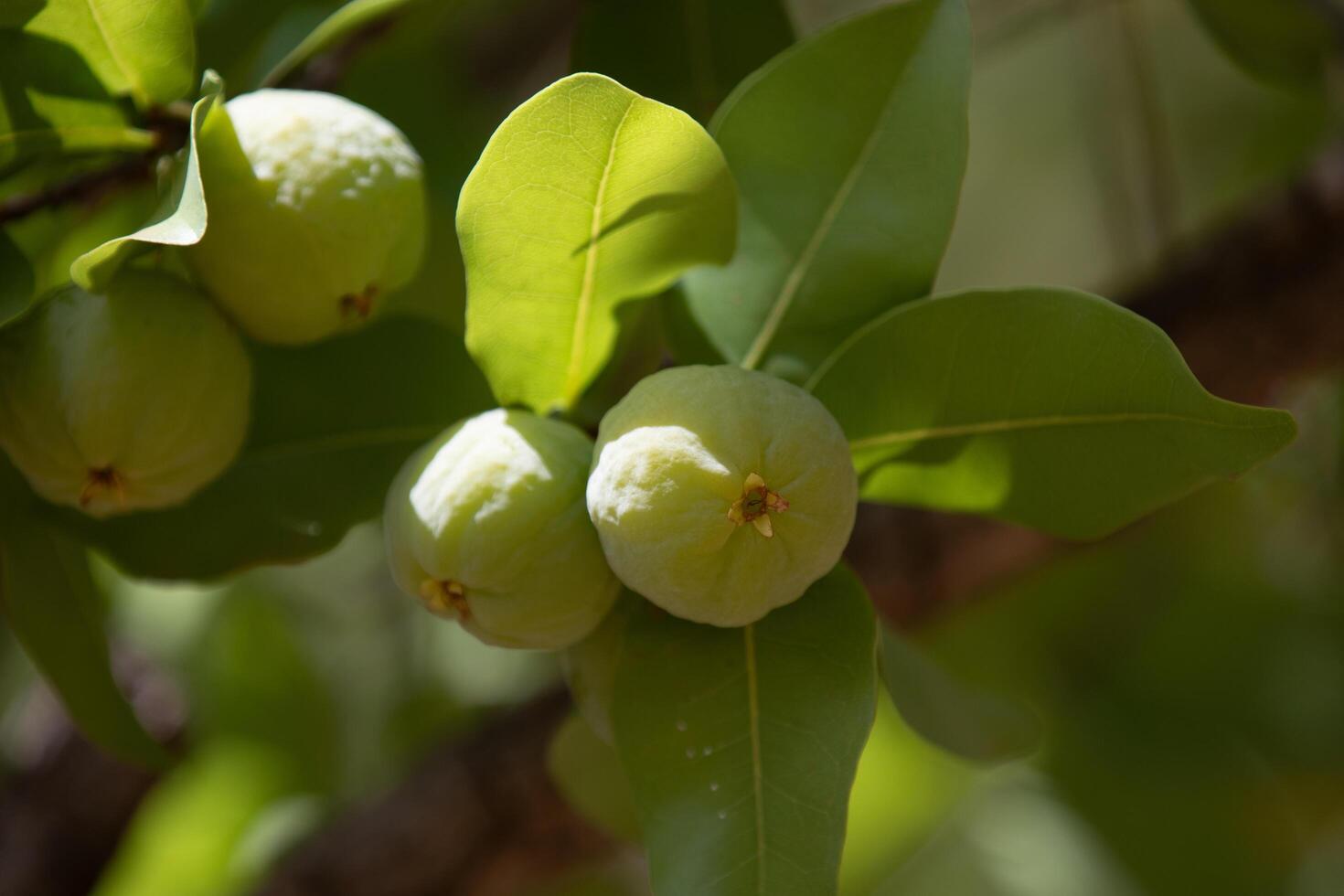 Ripe edible wild fruit from the Brazilian cerrado biome, fruit known as cagaita Stenocalyx dysentericus of the Magnoliopsida class and the Myrtaceae family. photo