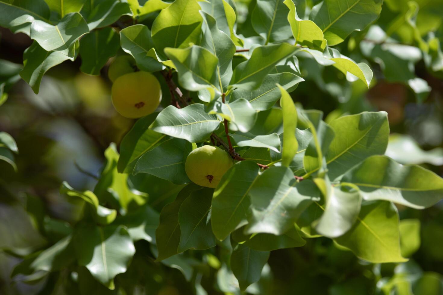 Ripe edible wild fruit from the Brazilian cerrado biome, fruit known as cagaita Stenocalyx dysentericus of the Magnoliopsida class and the Myrtaceae family. photo