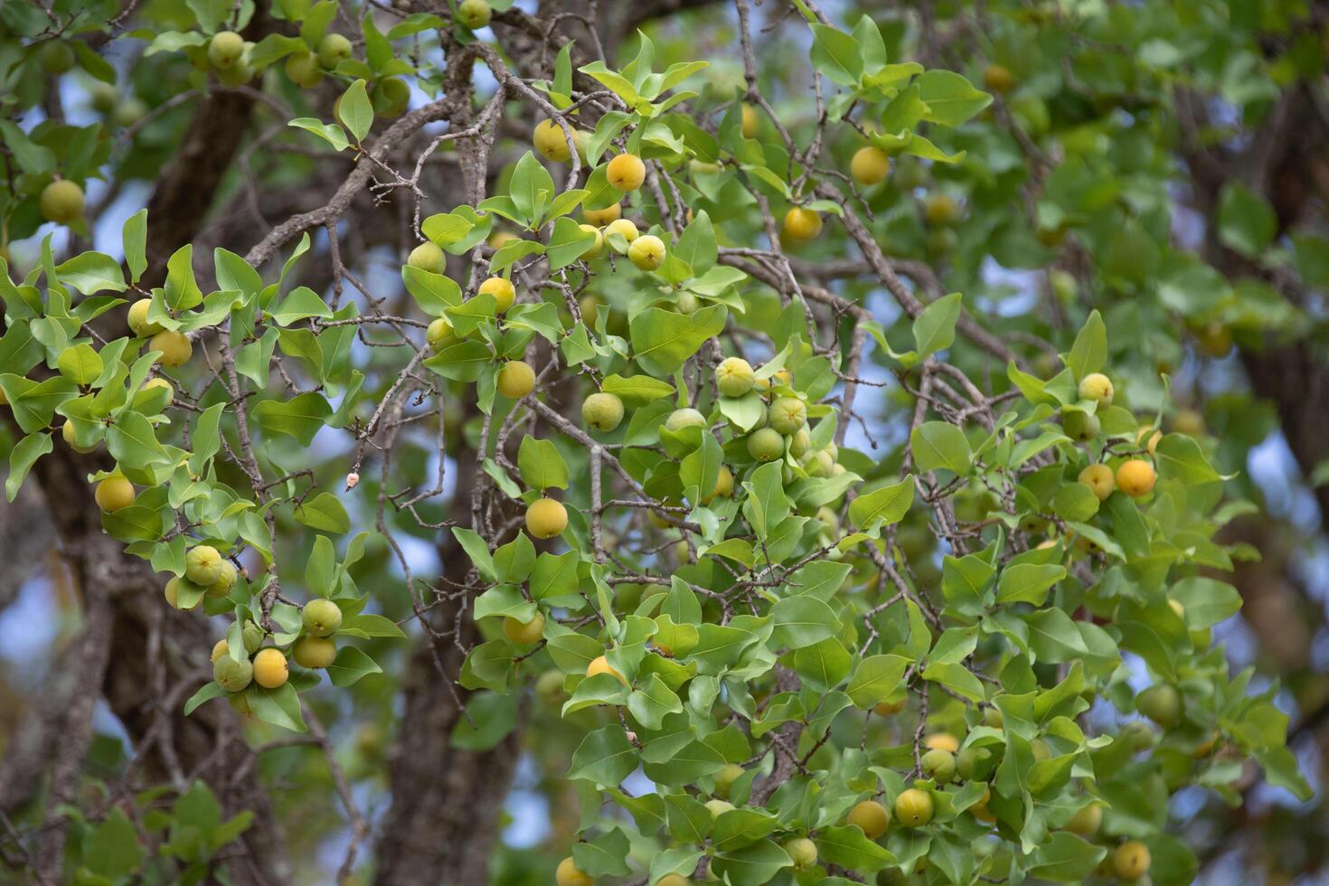 Ripe edible wild fruit from the Brazilian cerrado biome, fruit known as cagaita Stenocalyx dysentericus of the Magnoliopsida class and the Myrtaceae family. photo