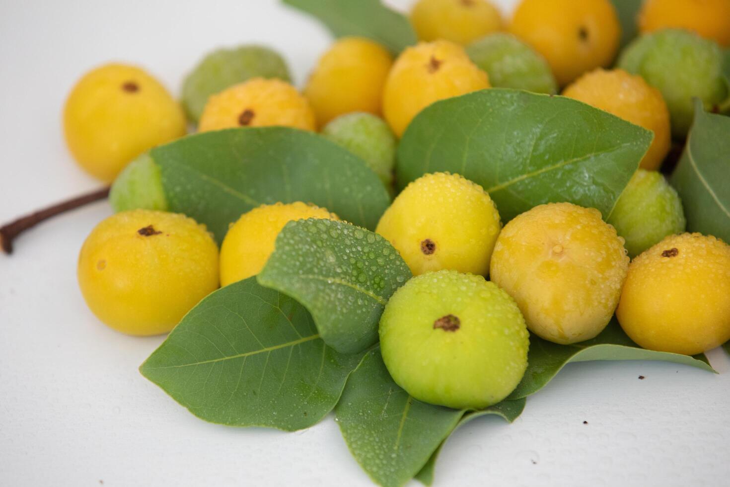 Ripe edible wild fruit from the Brazilian cerrado biome, fruit known as cagaita Stenocalyx dysentericus of the Magnoliopsida class and the Myrtaceae family. photo