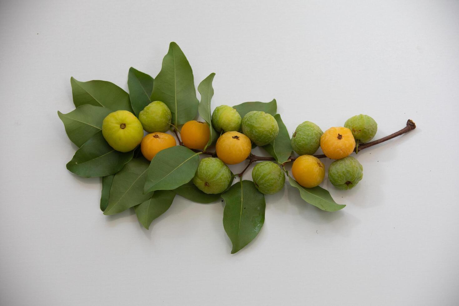 Ripe edible wild fruit from the Brazilian cerrado biome, fruit known as cagaita Stenocalyx dysentericus of the Magnoliopsida class and the Myrtaceae family. photo