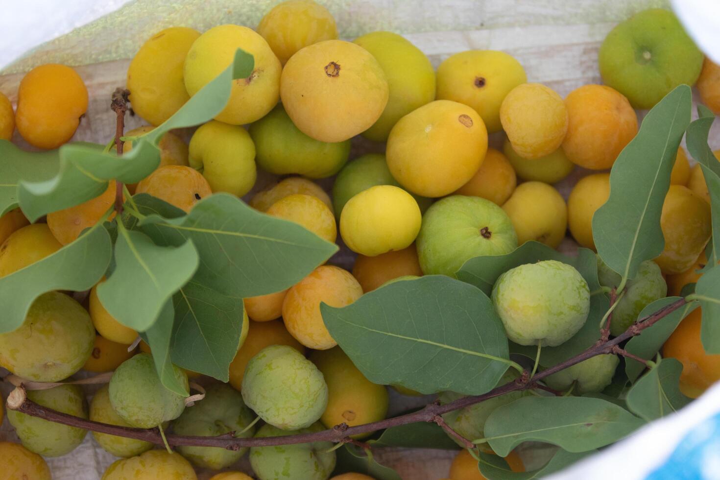 Ripe edible wild fruit from the Brazilian cerrado biome, fruit known as cagaita Stenocalyx dysentericus of the Magnoliopsida class and the Myrtaceae family. photo