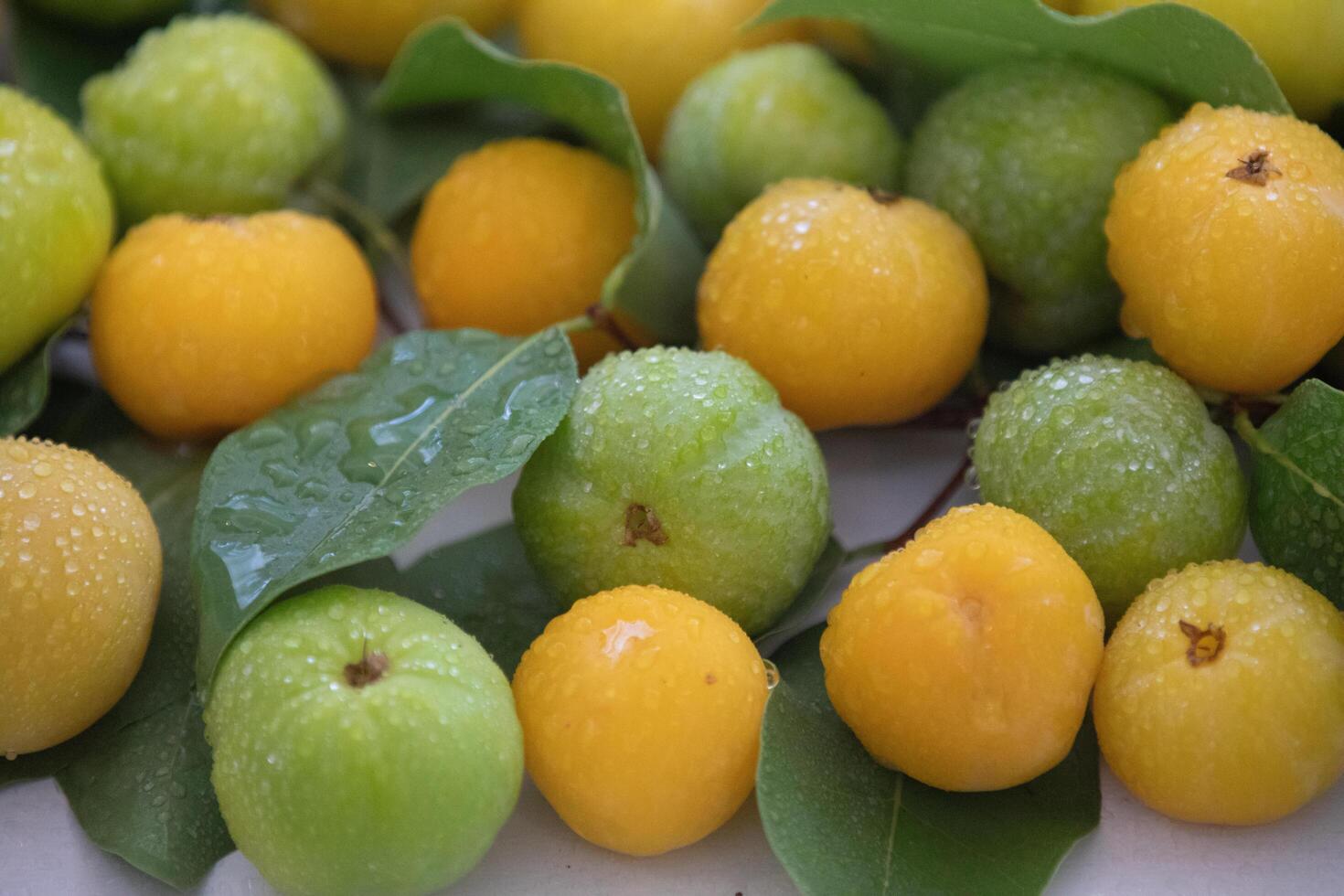Ripe edible wild fruit from the Brazilian cerrado biome, fruit known as cagaita Stenocalyx dysentericus of the Magnoliopsida class and the Myrtaceae family. photo