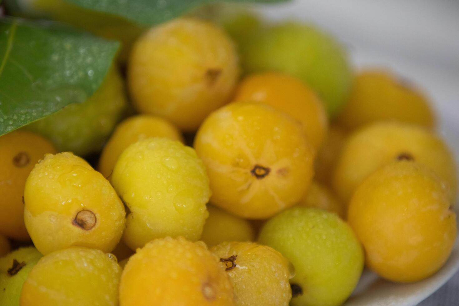 Ripe edible wild fruit from the Brazilian cerrado biome, fruit known as cagaita Stenocalyx dysentericus of the Magnoliopsida class and the Myrtaceae family. photo