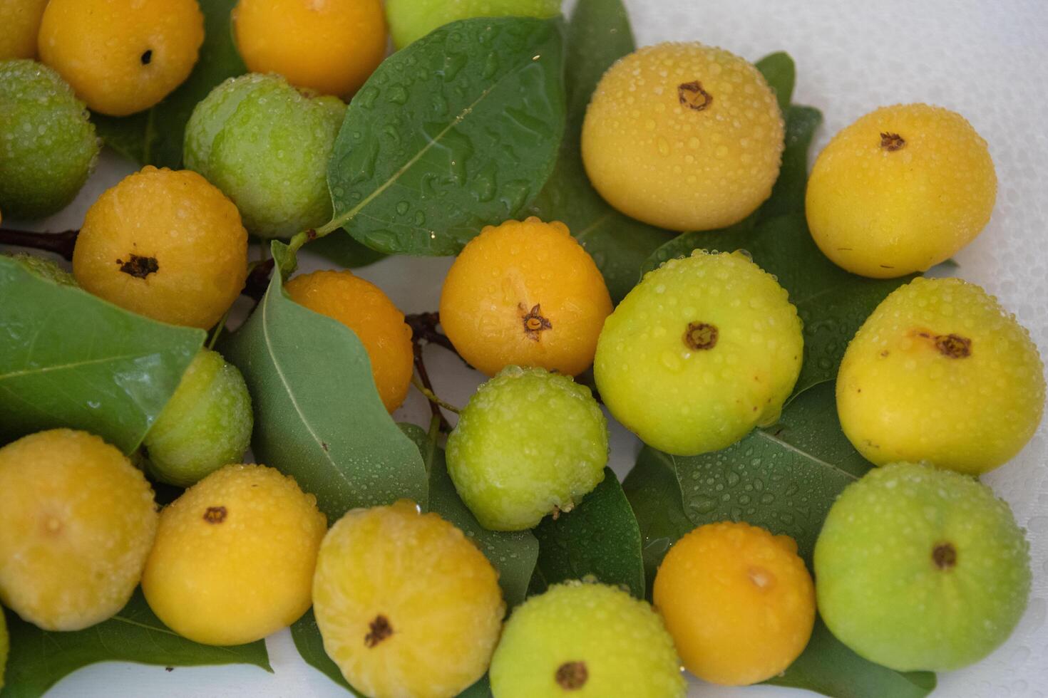 Ripe edible wild fruit from the Brazilian cerrado biome, fruit known as cagaita Stenocalyx dysentericus of the Magnoliopsida class and the Myrtaceae family. photo