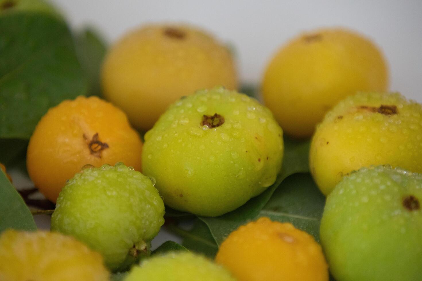 Ripe edible wild fruit from the Brazilian cerrado biome, fruit known as cagaita Stenocalyx dysentericus of the Magnoliopsida class and the Myrtaceae family. photo