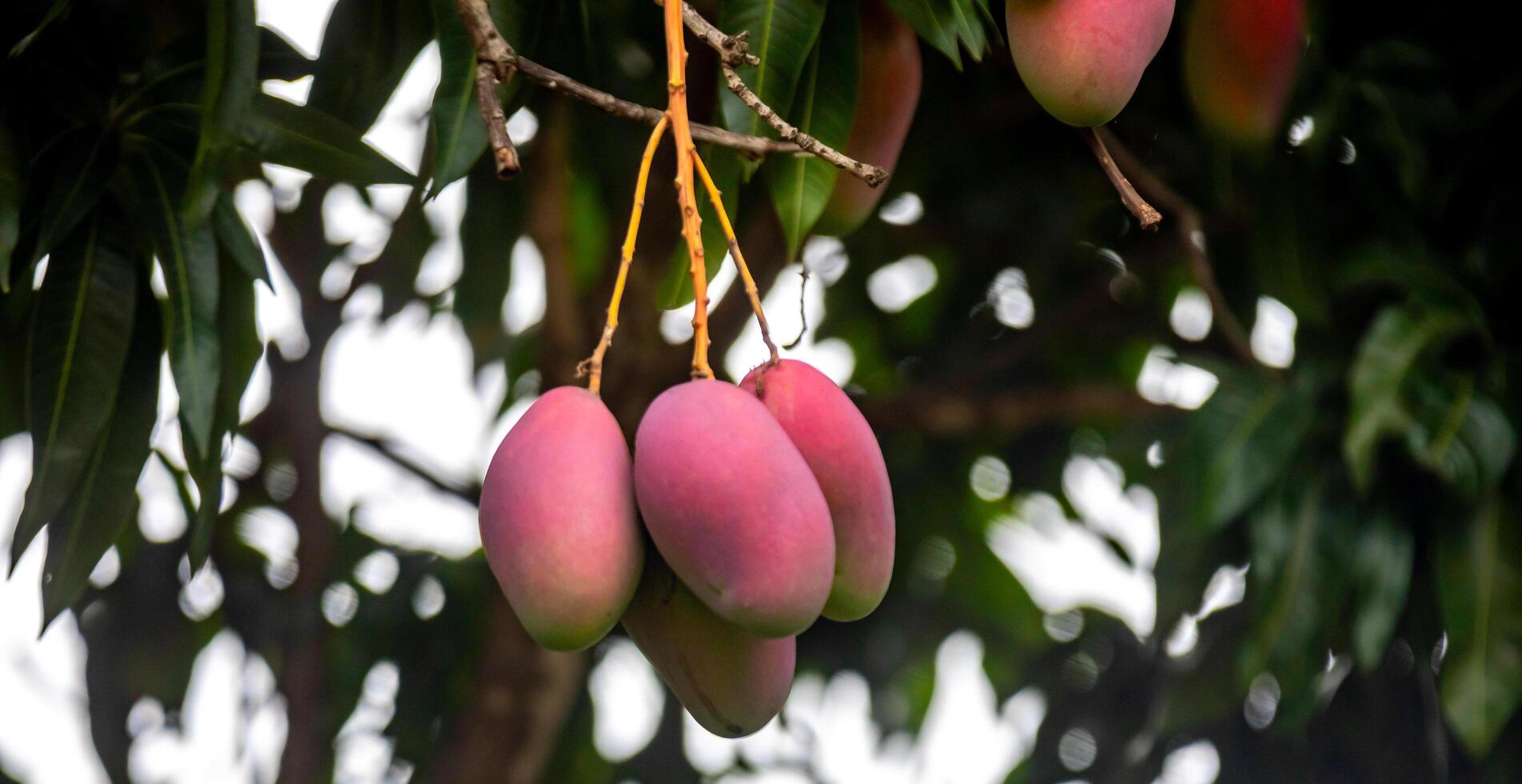 Ripe tropical mango fruits on the tree photo
