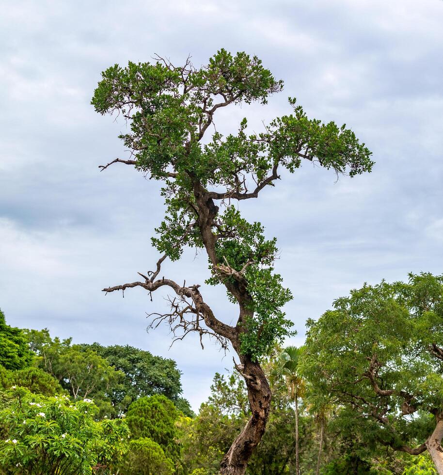 old tall tree isolated in the rainforest photo