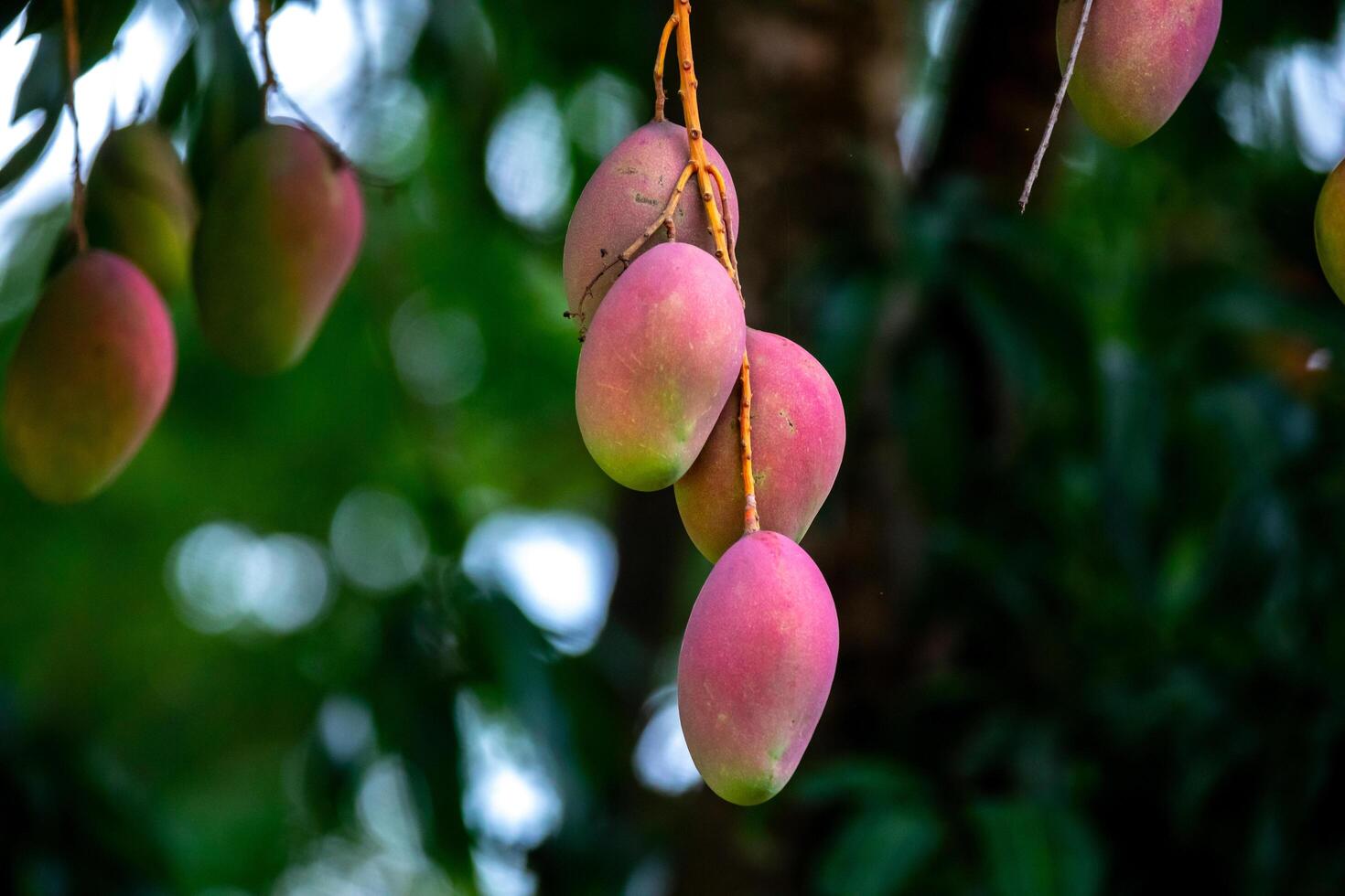 Ripe tropical mango fruits on the tree photo