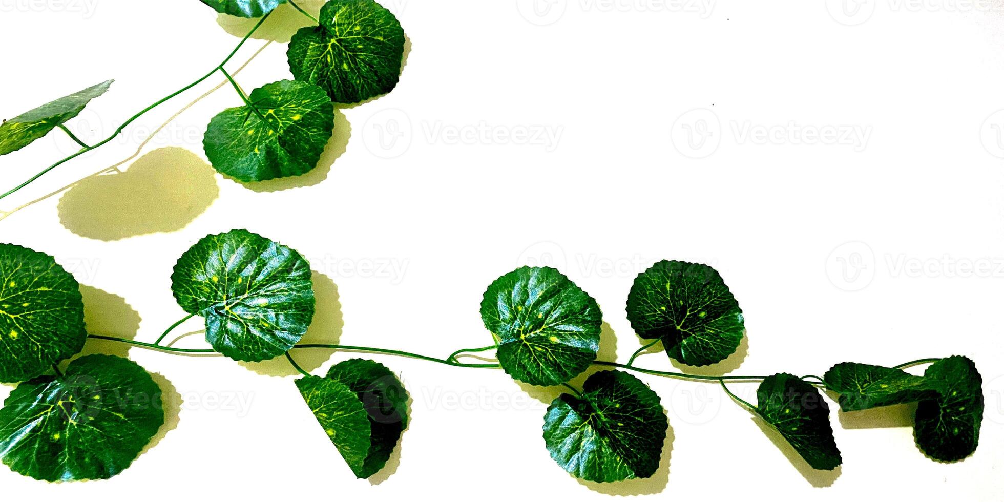 betel leaf isolated on white background, for background photo