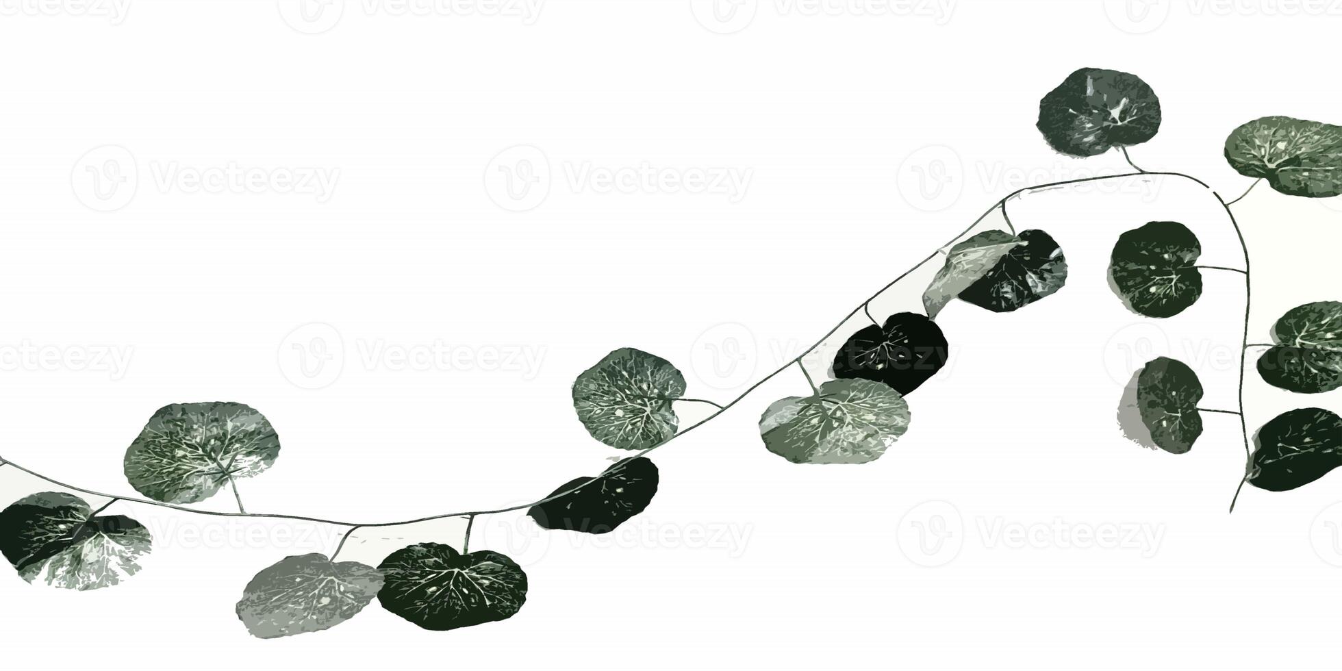 betel leaf isolated on white background, on the wall photo