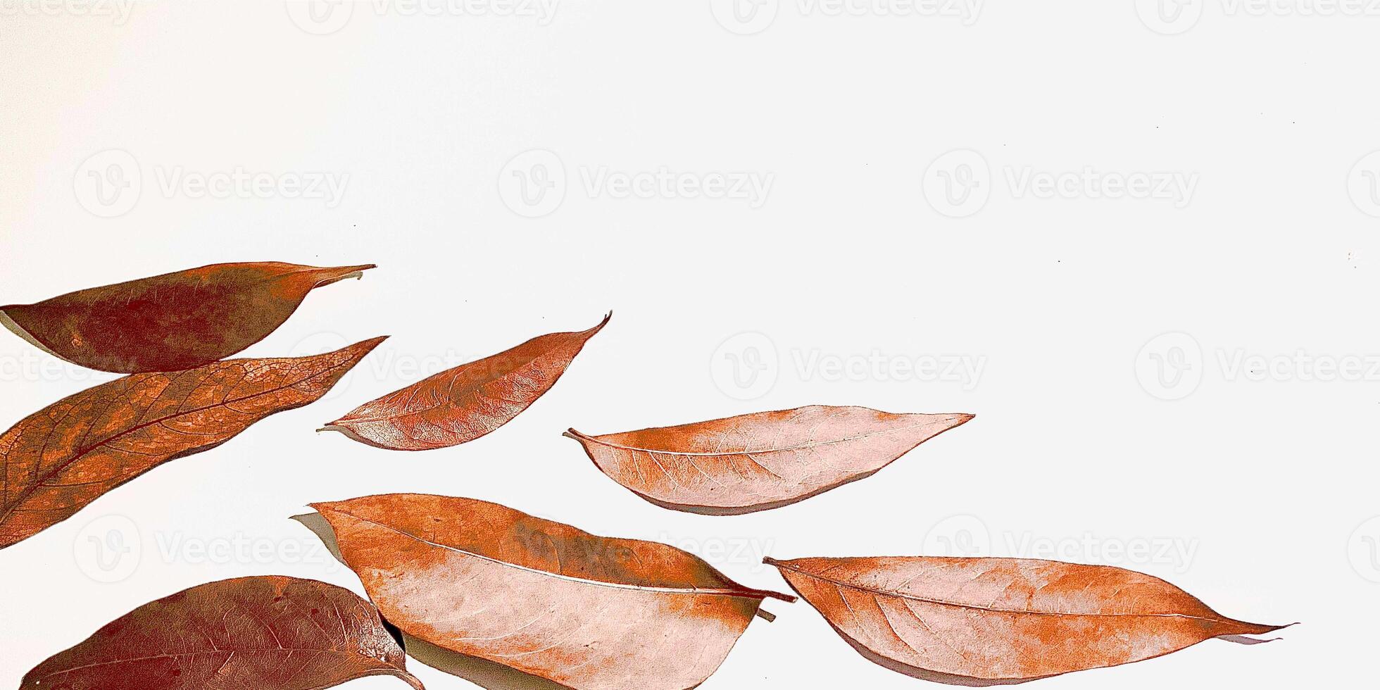several dry leaves isolated on a white background. photo