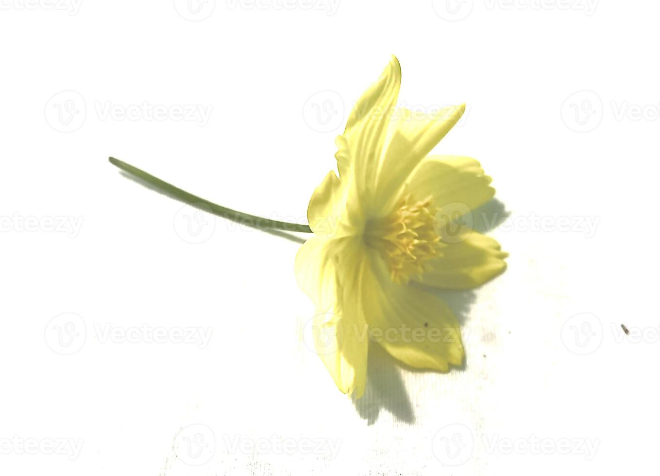 sulfur kenikir cosmos sulphureus yellow flower isolated white background photo