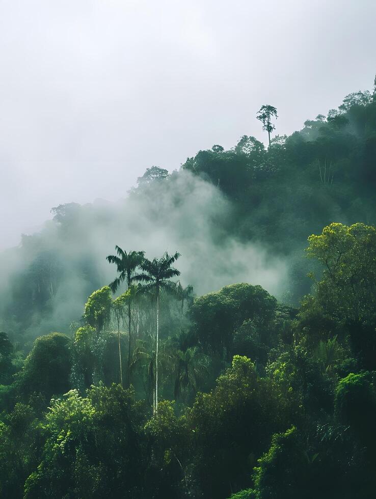 Exotic Tropical Jungle Rainforest trees fog and mist in the nature photo