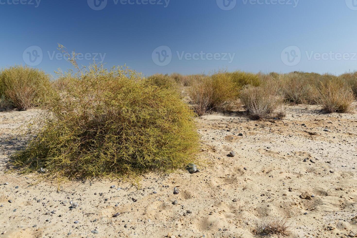 green bushes in the sand desert photo