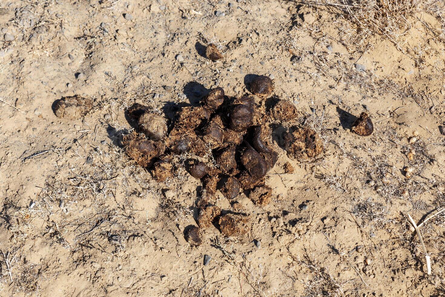 small group of camel excrement photo