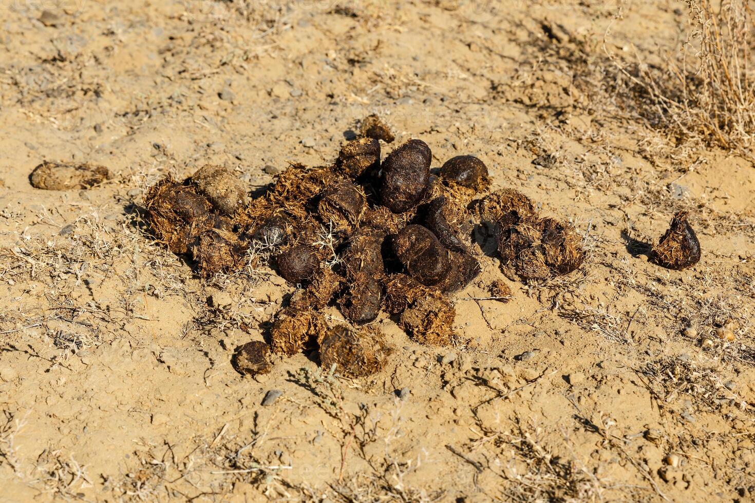 small group of camel excrement photo