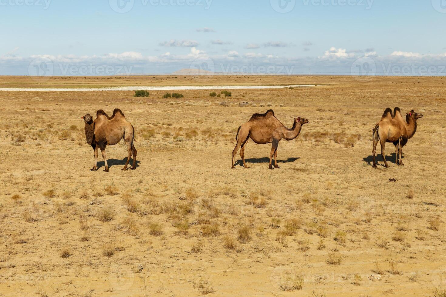 bactrian camels in the steppes of kazakhstan photo
