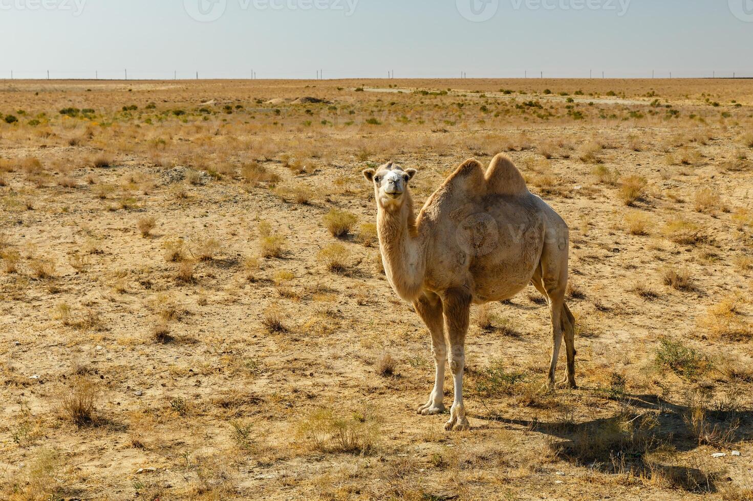 Bactrian camel, kazakhstan photo
