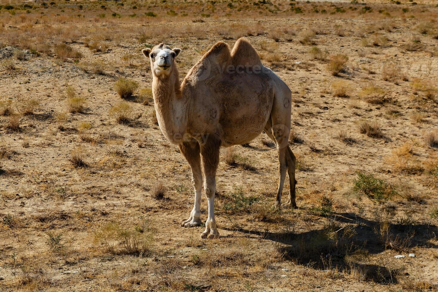 Bactrian camel, kazakhstan photo