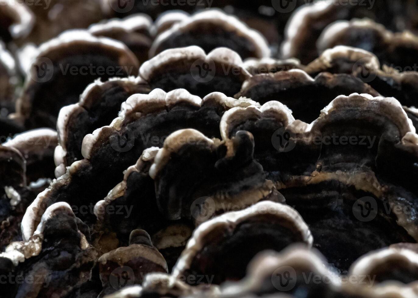 Coriolus Versicolor Close-up photo
