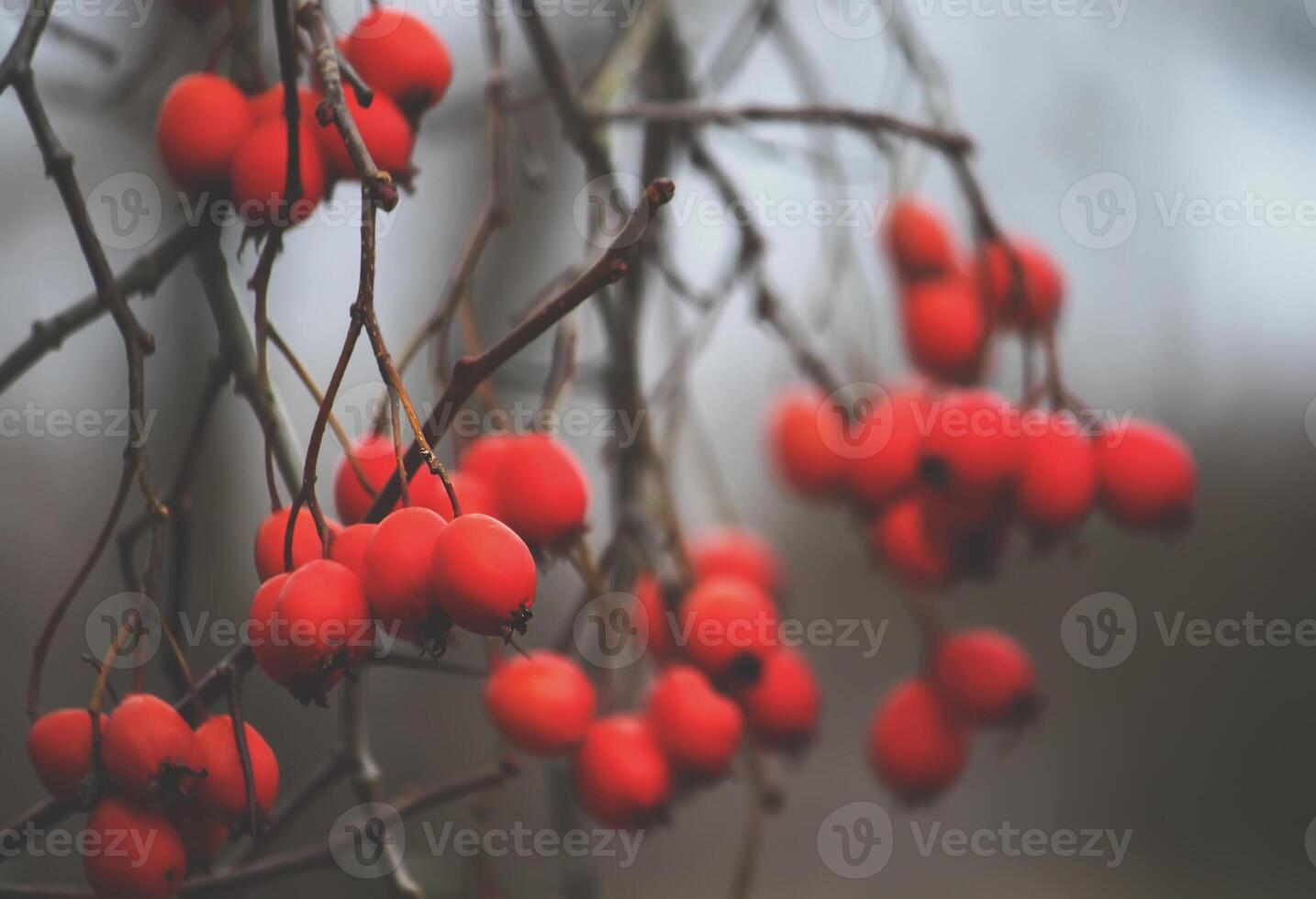 Howthorn red berries photo