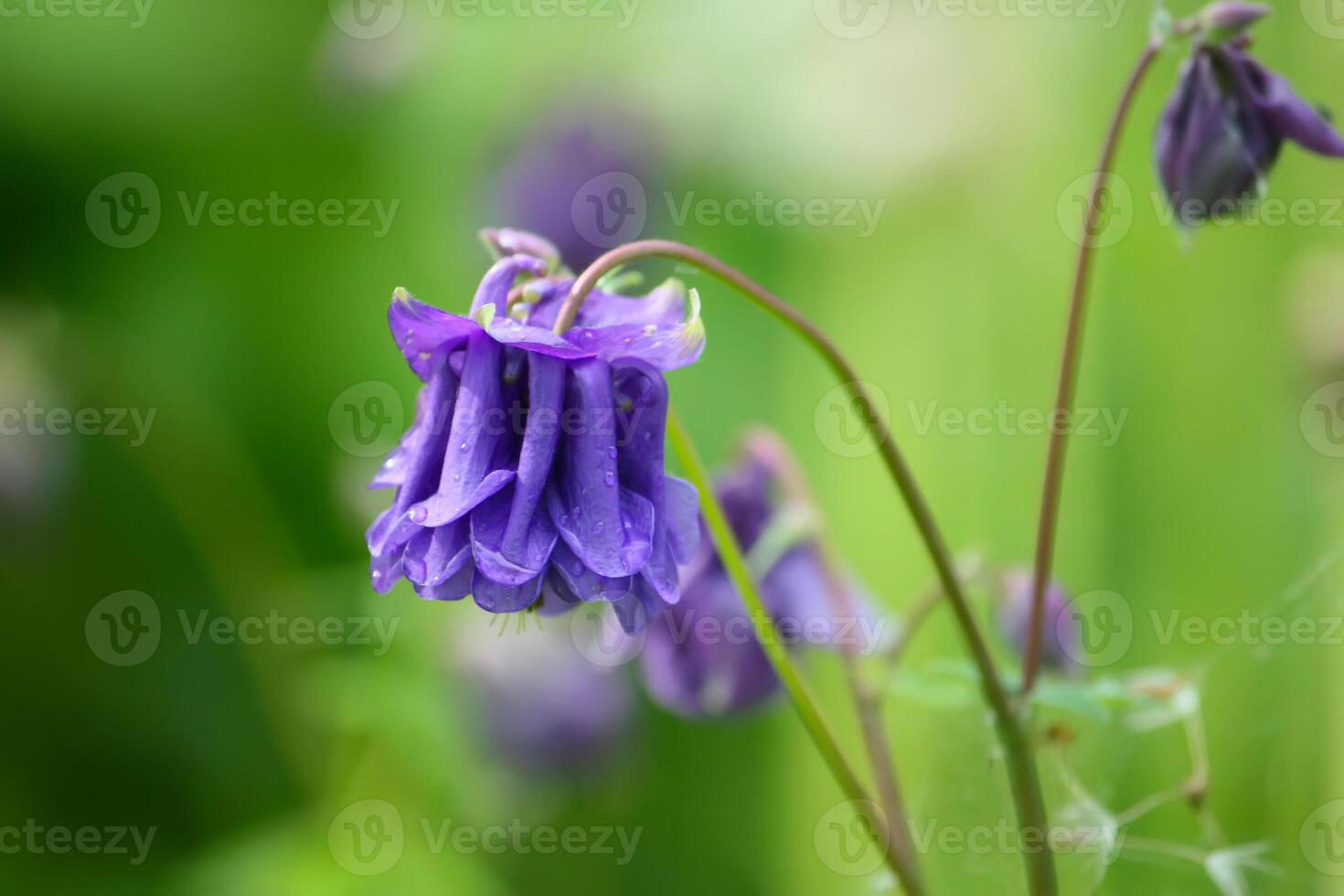 Blue flower of Aquilegia vulgaris. photo