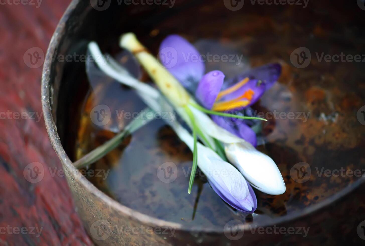 Spring beautiful crocus flowers photo