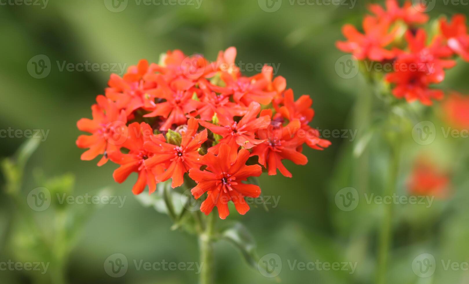 Red Lychnis chalcedonica plants in a flowering season in the garden. photo
