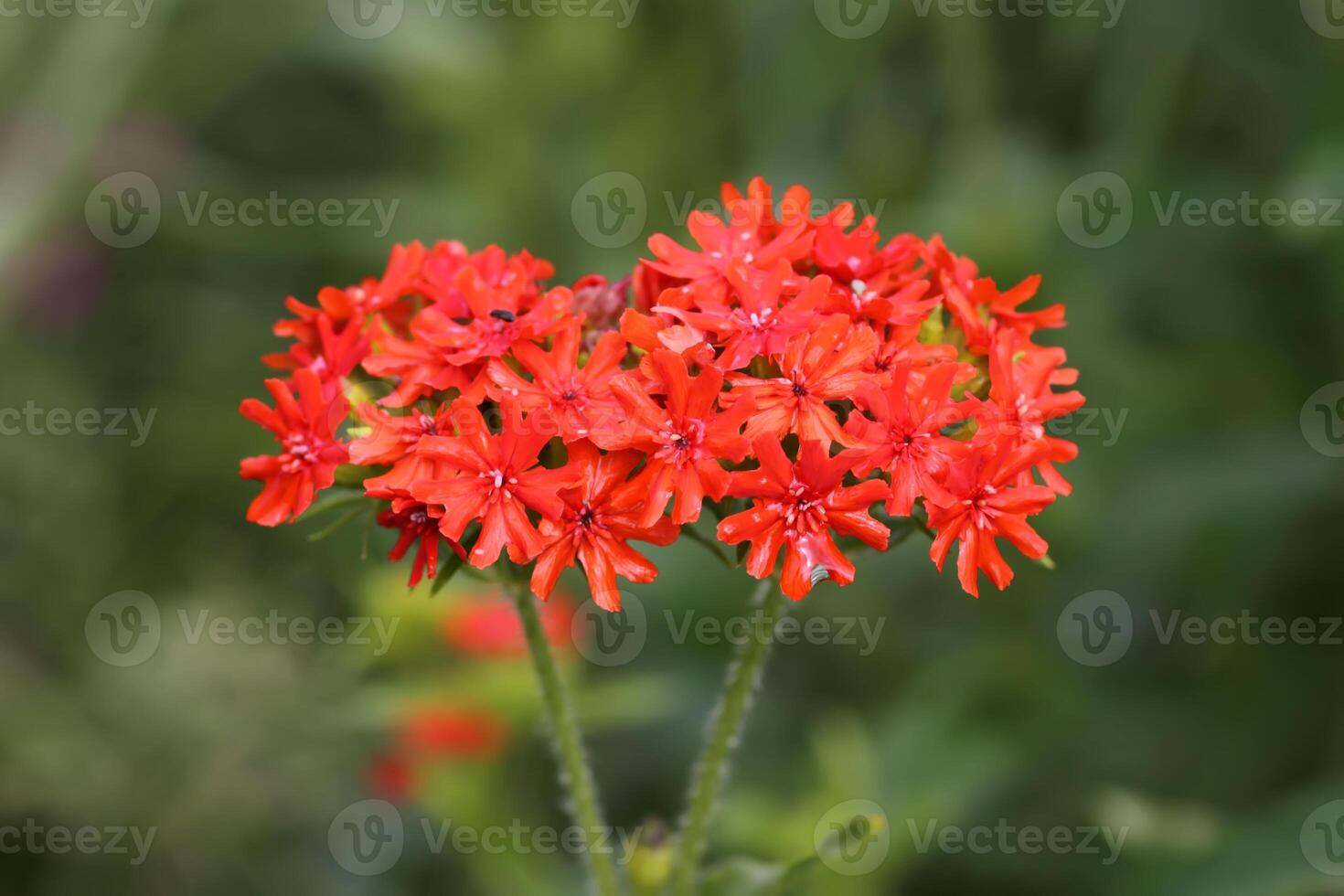 Red Lychnis chalcedonica plants in a flowering season in the garden. photo