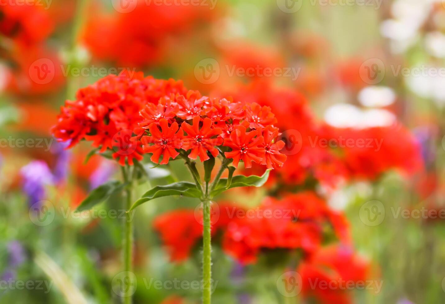 Lychnis flowers in flowering season. photo