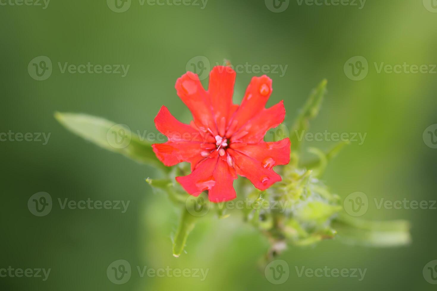 Red Lychnis chalcedonica plants in a flowering season in the garden. photo