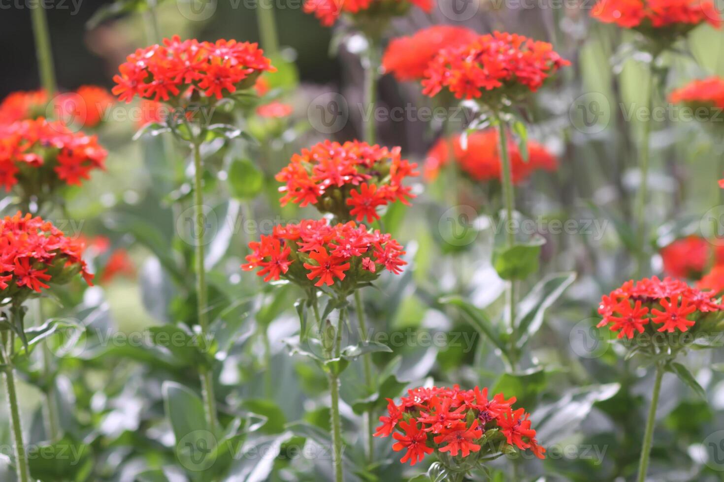 Red Lychnis chalcedonica plants in a flowering season in the garden. photo