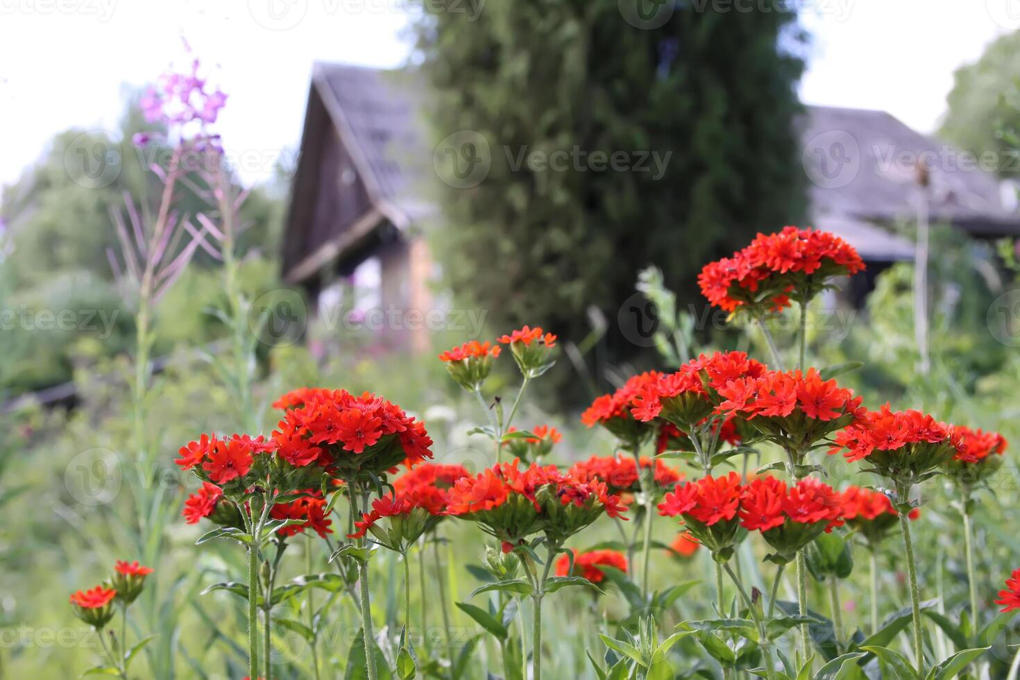 Red Lychnis chalcedonica plants in a flowering season in the garden. photo