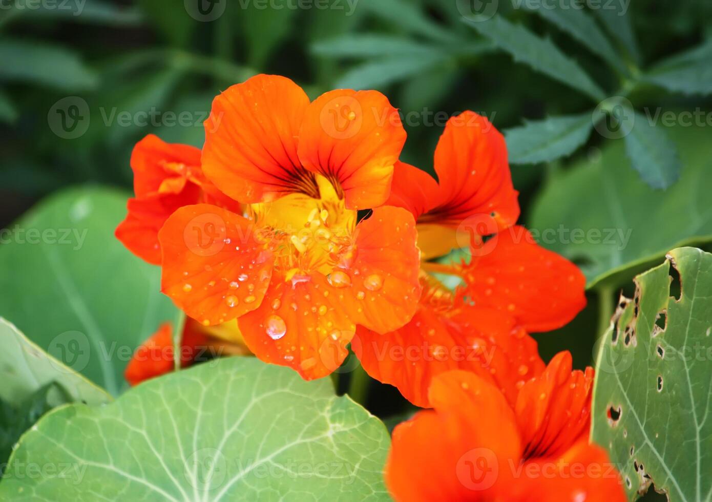 Beautiful flowers of nasturtiums. photo