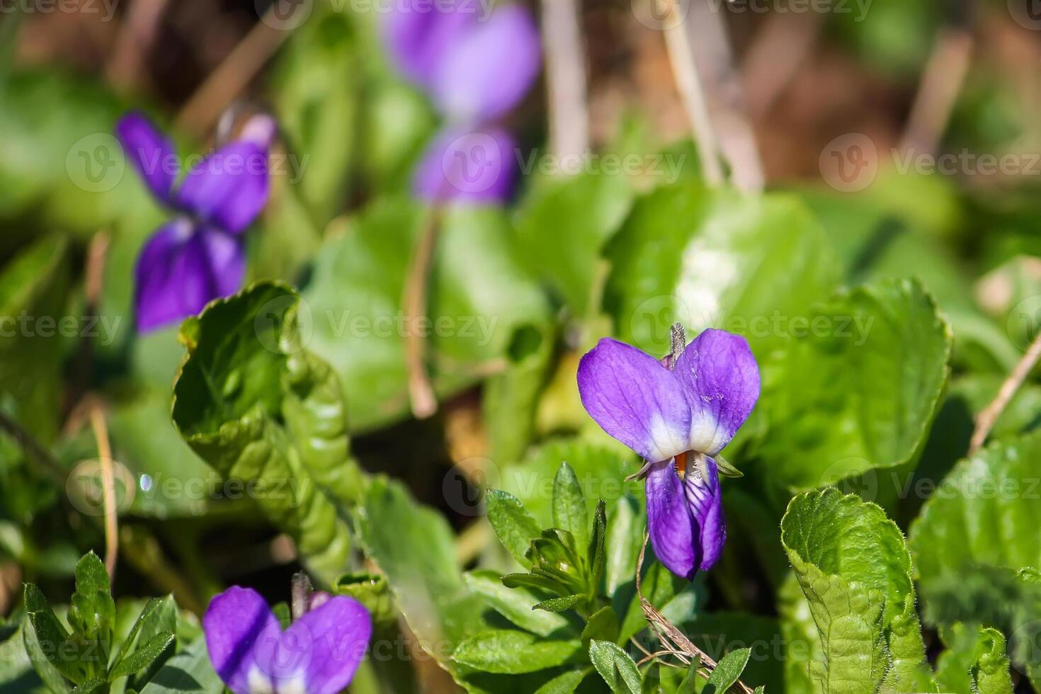 Wild violets growing in spring forest. photo