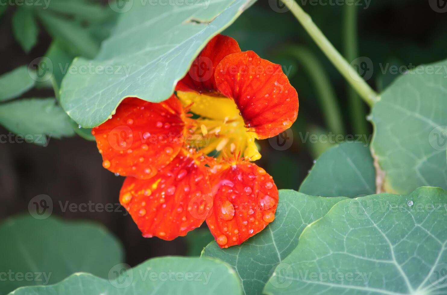 Beautiful flowers of nasturtiums. photo