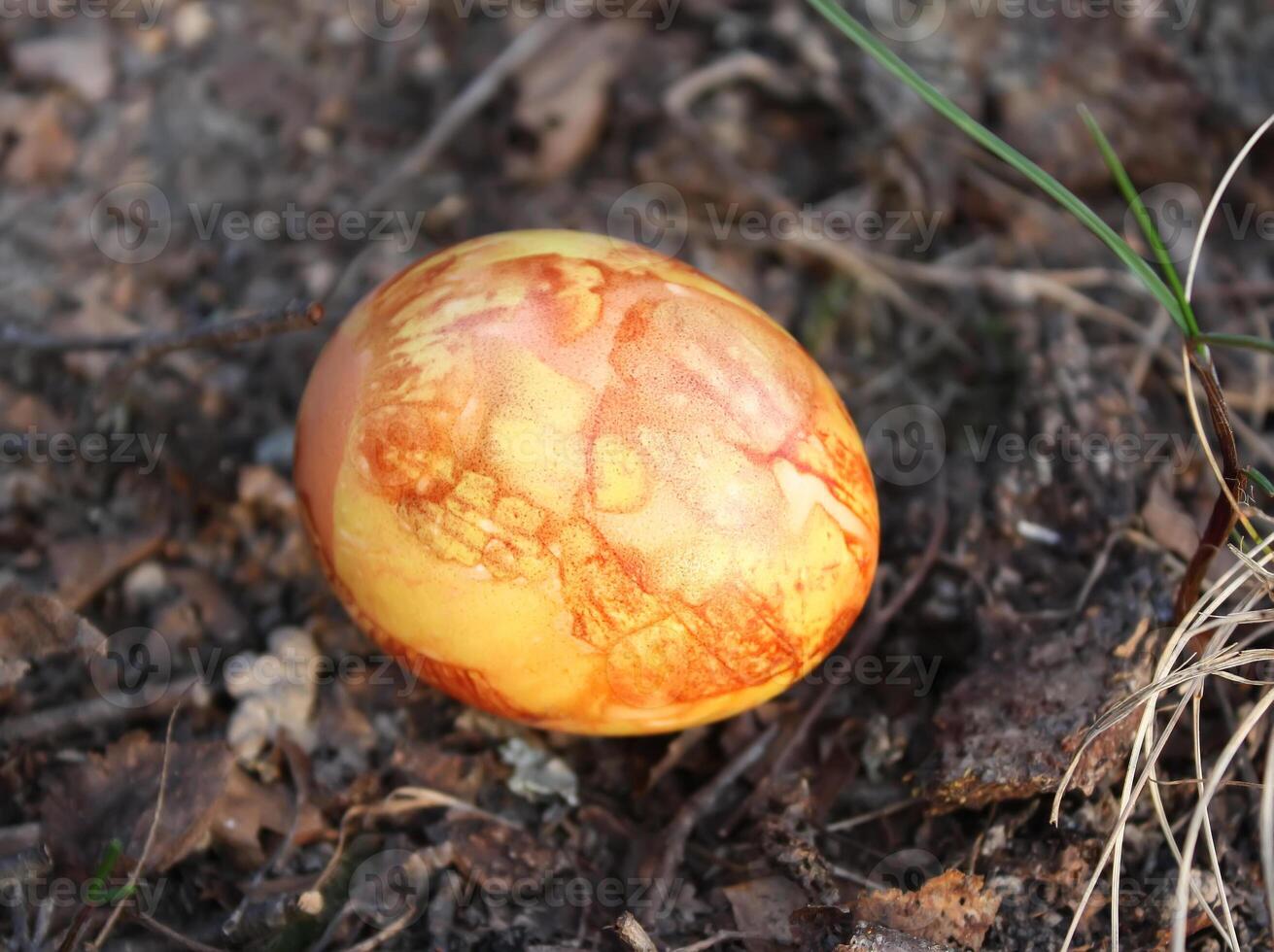 Easter eggs on a moss photo