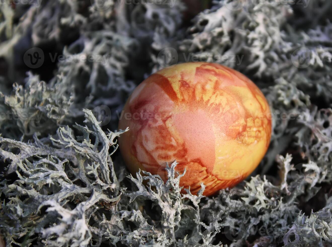 Easter eggs on a moss photo