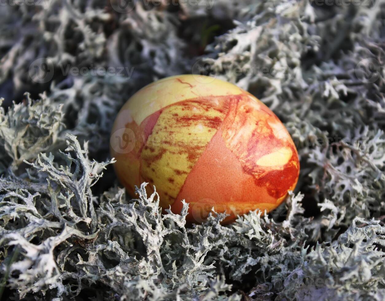 Easter eggs on a moss photo