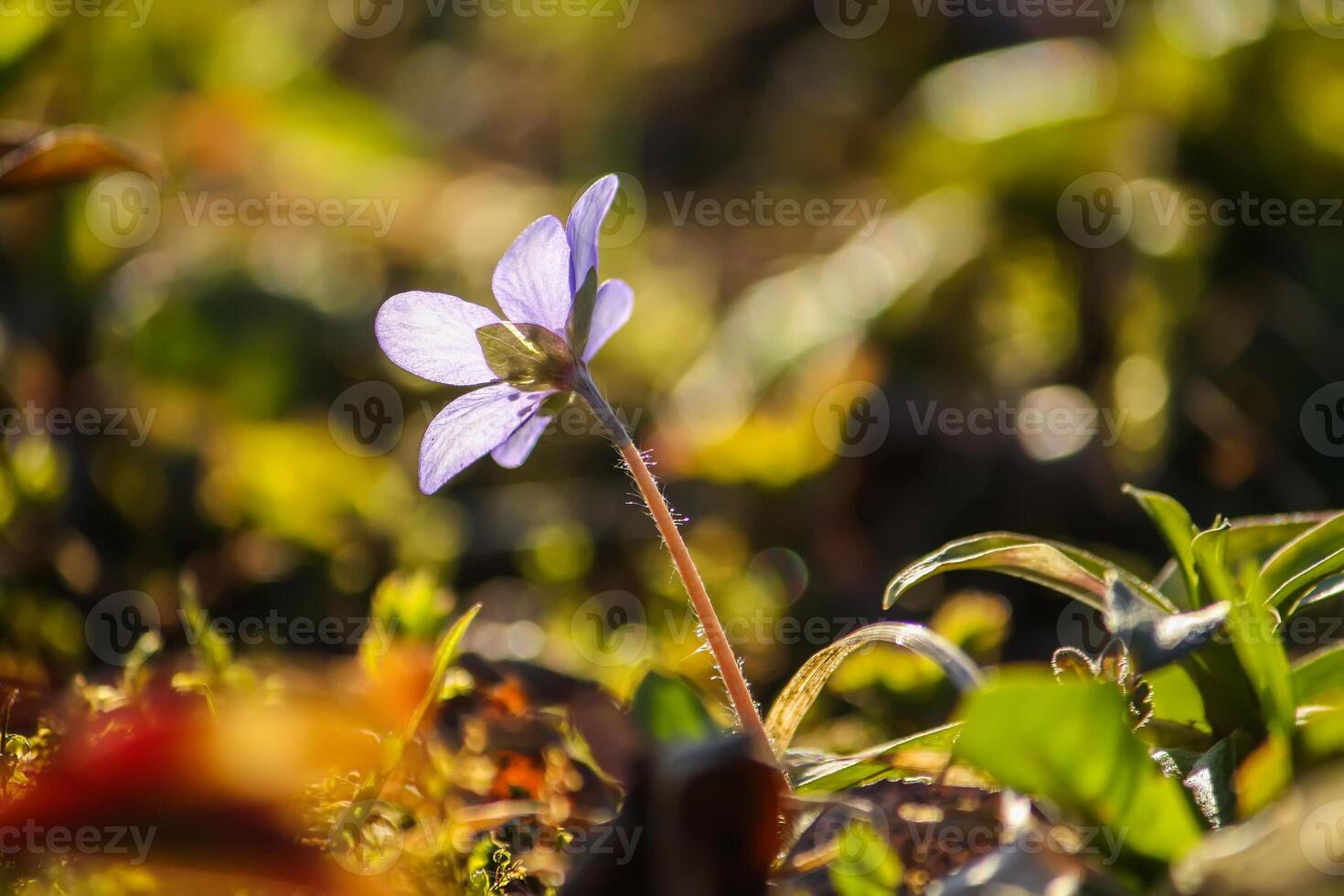 Blue hepatica spring flower in a spring forest. photo