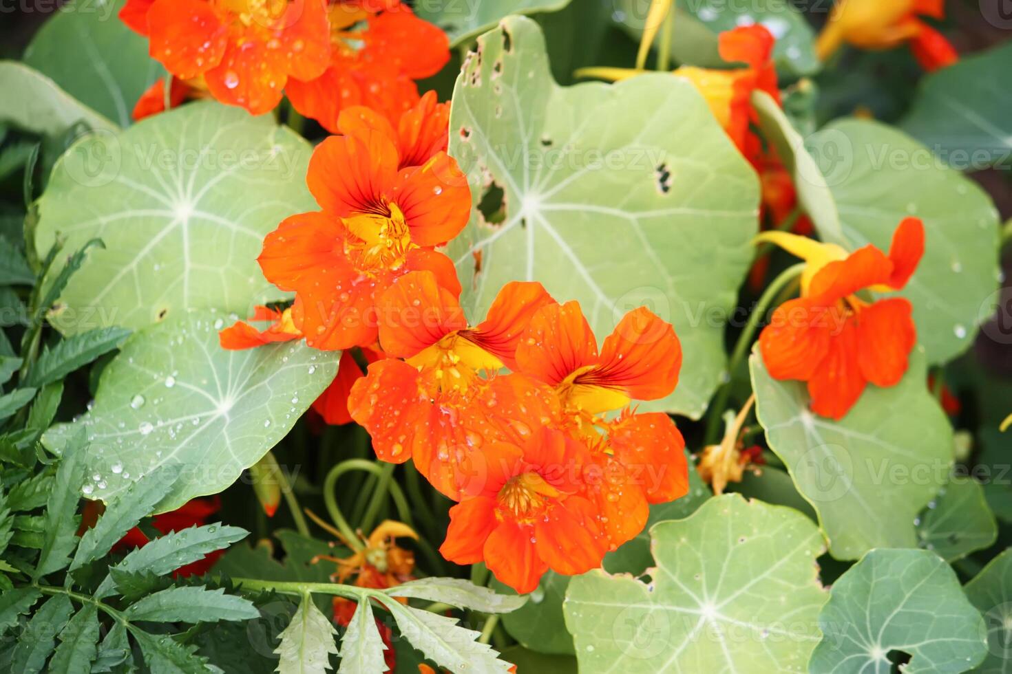 Beautiful flowers of nasturtiums. photo