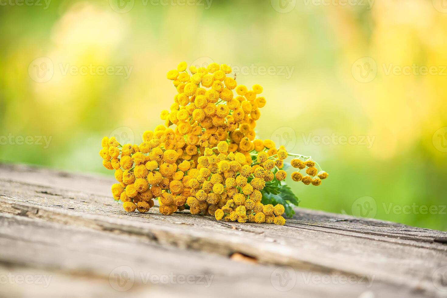 Yellow flowers of common tans. Tanacetum vulgare plants photo