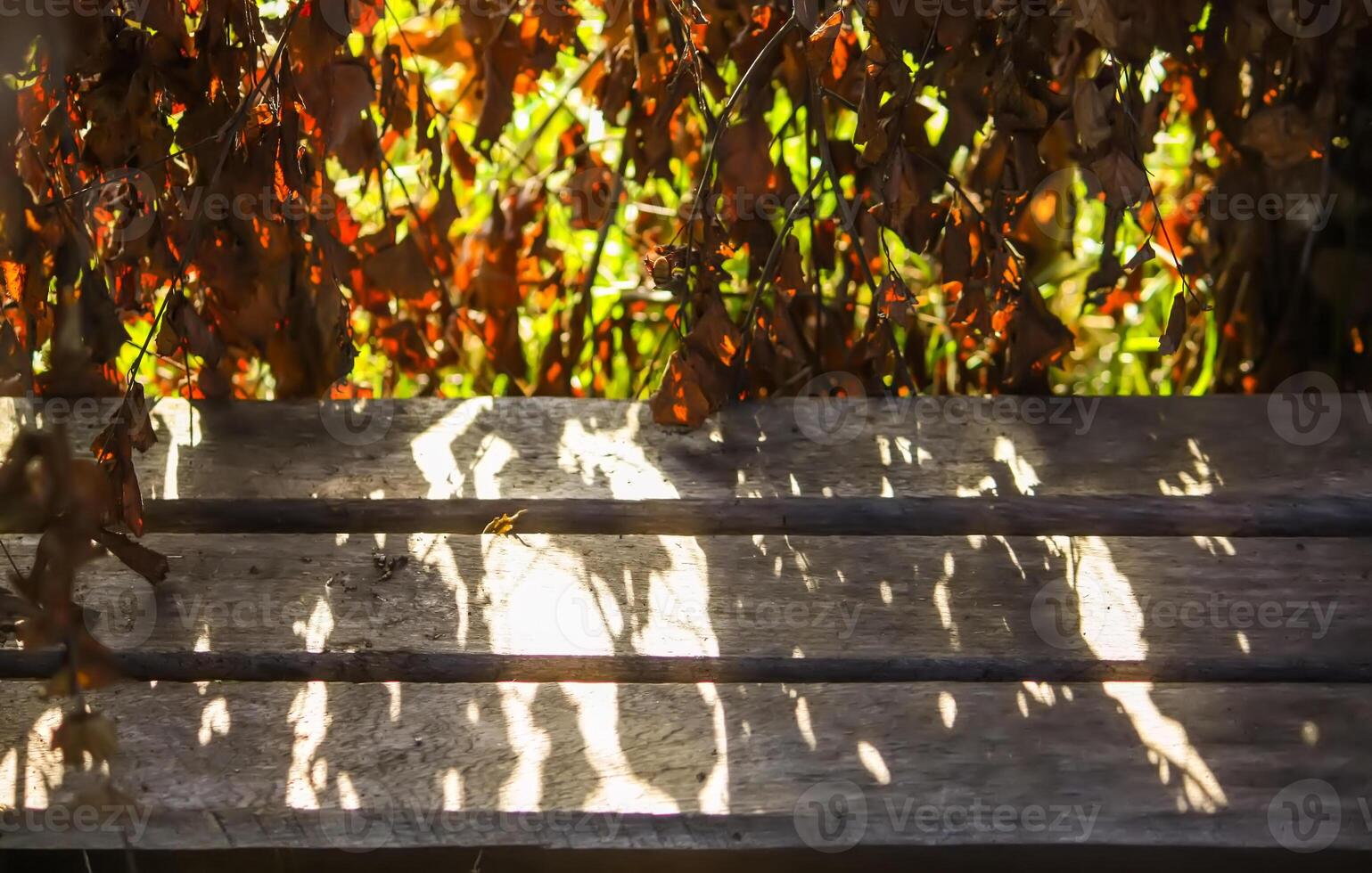 Wooden bench and autumn plants in sunlight photo